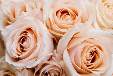 Buying Roses? Here's What Different Colors Represent When You Gift Them