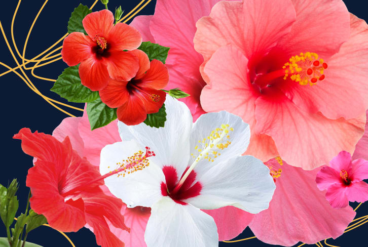 Hibiscus As Skin Care? This Tea Is So Much More Than A Tasty Drink