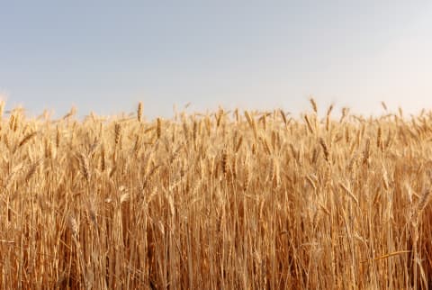 Wheat Field In Summer
