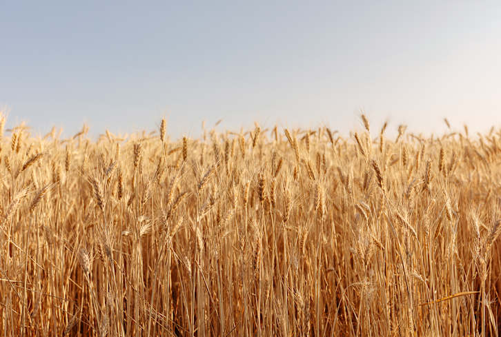 Sensitive To Gluten? You May Actually Have This Similar Allergy