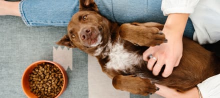 Your Dog's Gut Health Matters More Than You Think: Here's What You Need To Know