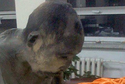 200-Year-Old Mummy In Mongolia Found Meditating In Lotus Position