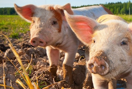 Read article: What I Learned From Dinner With An International Vegan Hero