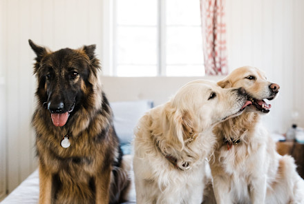 5 Ways To Know Your Dog Is Living His Best Life