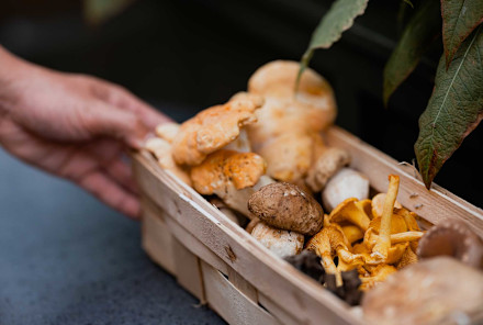 Are Your Mushroom Supplements Helping Your Immune System?