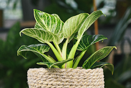 Philodendron Looking Sad? This Care Guide Will Tell You Why & What To Do