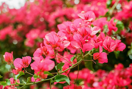 The Vivacious Plant Is Like A Coat Of Fresh Paint For Your Garden