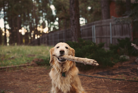 Pet Parents, We Cleared Up 5 Myths About A Raw Dog Food Diet. Here's Why We're Relieved