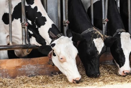 Study Says That If You Want To Help The Environment, Eat Less Meat