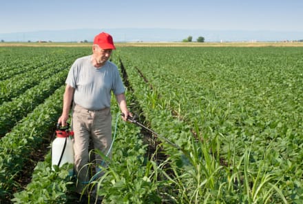 "Extreme Levels" Of Herbicide Roundup Found In Food