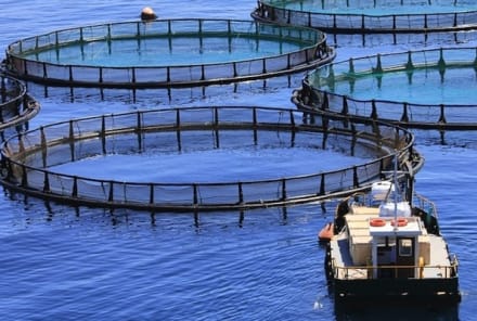 7 Things Everyone Should Know About Farmed Fish