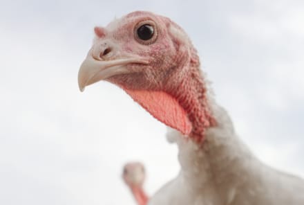 Here's Why Organic Turkeys Are So Darn Expensive