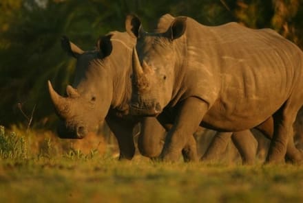 What I Wish Everyone Knew About Rhinos