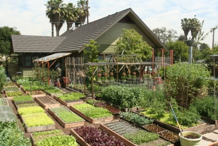 Meet The Family Growing 6,000 Pounds Of Food A Year In Their L.A. Backyard