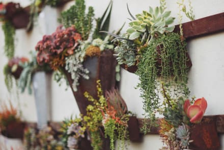 Why You Need More Plants In Your Life (According To Science)