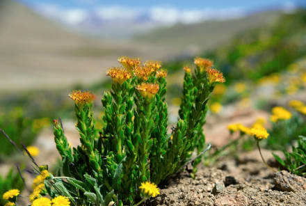 Rhodiola Rosea: Everything You Need To Know About This Adaptogen