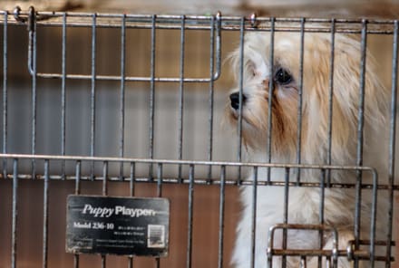 4 Ways To Stop Puppy Mills (And Why You Should Care)