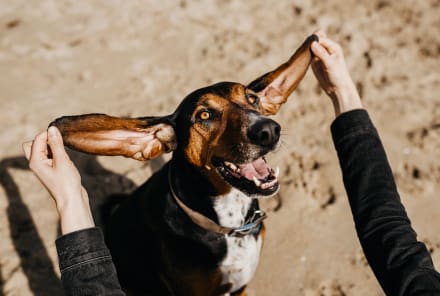 How CBD Oil Convinced My Adopted Dog That Everything Is Actually OK