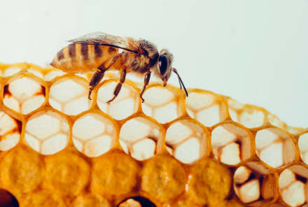 What Is Bee Propolis & How Does It Benefit Sensitive Skin?