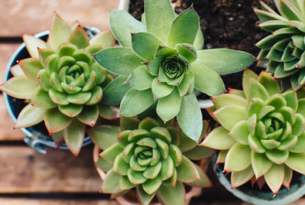 How To Diagnose & Save Your Sick Houseplant, Stat
