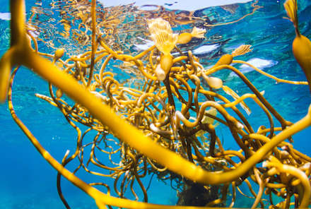 Kelp: The Oceanic Plant With Skin, Health & Thyroid Benefits