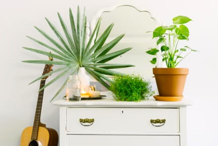Houseplants 101: Everything You Need To Know To Start An Indoor Jungle