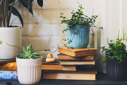 8 No-Fuss Houseplants To Add Some Zen To Your Space