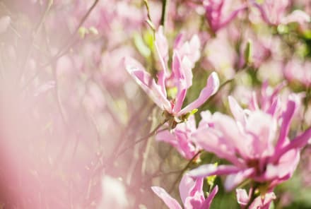 Magnolia Bark: Your Go-To Herb For Sleep & Anxiety