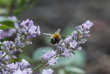 4 Essential Features Of A Pollinator-Friendly Garden