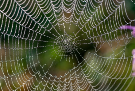 Scared Of Spiders? Here's Why They're Actually A Powerful Spiritual Symbol