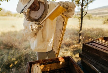 Curious About Beekeeping? Here's What It Actually Takes To Get Started