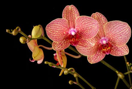 Love Orchids? Here's What They Mean Spiritually & How To Take Care Of Them