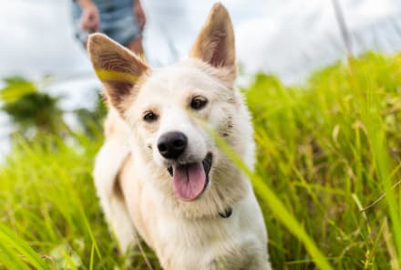 Does Your Dog Have Allergies? How To Tell And What To Do About It