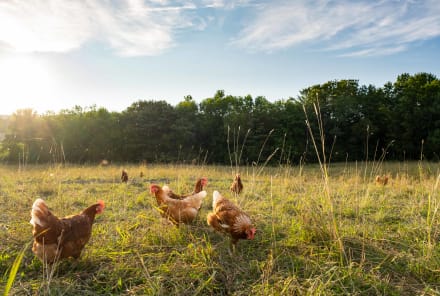 Eggs On The Grocery List? 5 Reasons To Choose Pasture-Raised