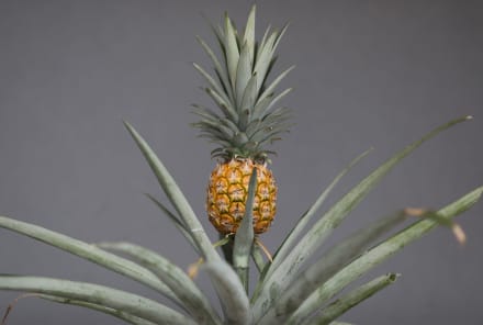 How To Grow Your Own Pineapple Plant At Home (It's Surprisingly Doable)