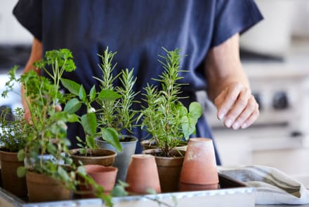 Ready For A New Hobby? Our Complete Guide To Herb Gardening Is Here