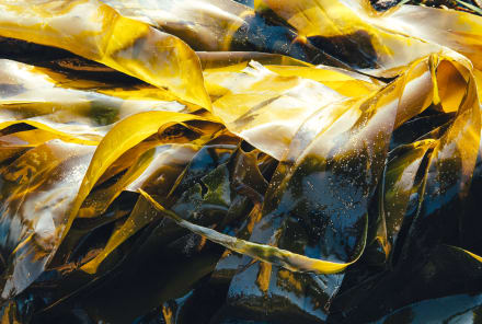 Kelp: The Oceanic Plant With Skin, Health & Thyroid Benefits*