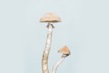 Psilocybin May Be A Lasting Depression Treatment, New Research Finds