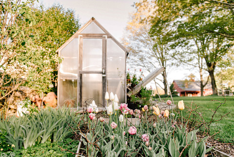 Tulips in a Garden on a Farm Tulips in a Garden on a Farm