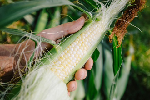 Corn Corn