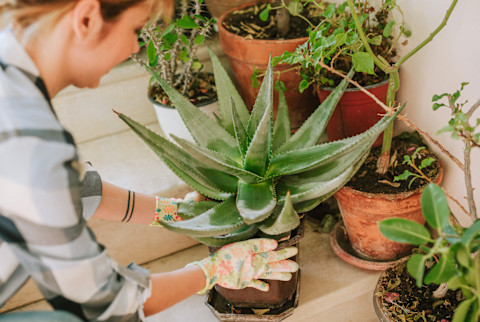 Woman Tending to Houseplants