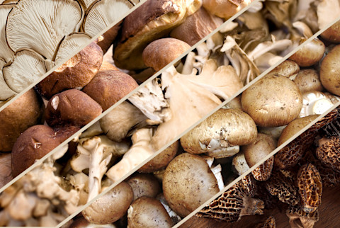 13 different types of mushrooms 13 different types of mushrooms