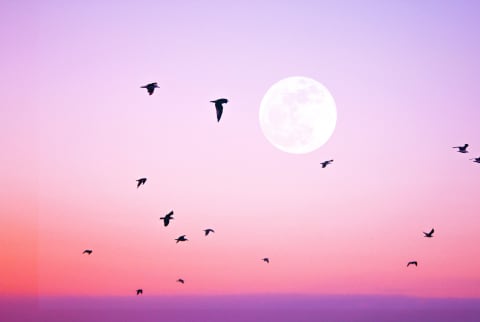 pink full moon with birds flying in front