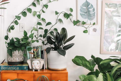 Cozy Bedroom Shelf With A Variety of Houseplants