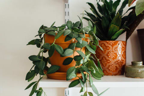 How To Tell If Your Plant Is Dead—Or Just Dormant During The Winter