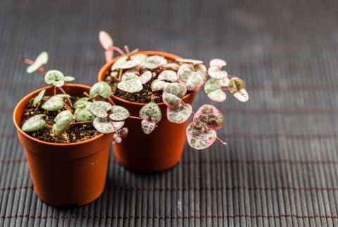 String of hearts young ceropegia plant in a pot stock photo