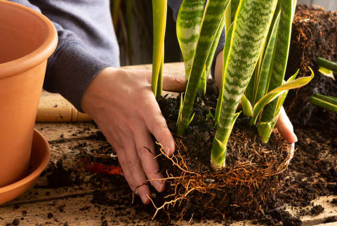 Natural plant fertilizer to kick off spring growth