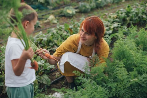 woman harvesting carrots with child