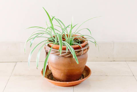 Spider Plant In An Apartment Lobby In Madeira