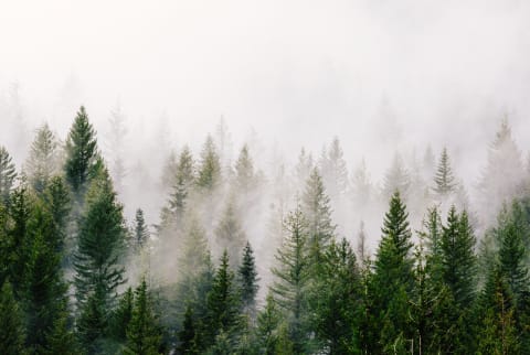 Fog Rolling Through a Forest